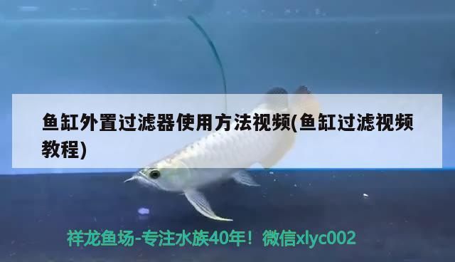 魚缸外置過濾器使用方法視頻(魚缸過濾視頻教程)