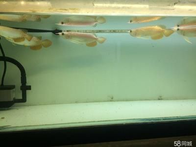 高背金龍魚跟過背金龍魚的差別大嗎圖片：高背金龍魚與過背金龍魚的區別