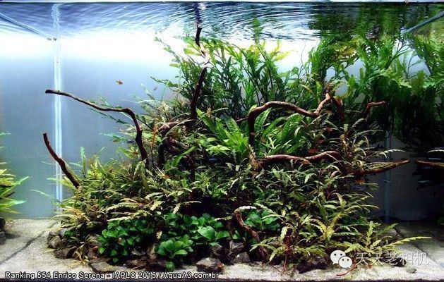 水族館店鋪介紹文案（上海海洋水族館）