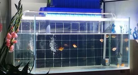 中加紅帝王雷龍魚如何飼養(紅帝王雷龍魚百科)