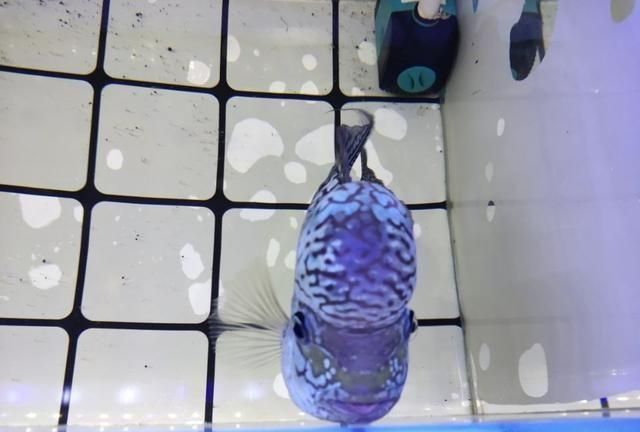 虎魚健康狀態(tài)快速檢測，如何快速檢測虎魚健康狀態(tài)