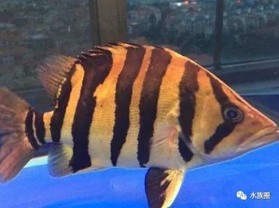 虎魚健康狀態(tài)快速檢測，如何快速檢測虎魚健康狀態(tài)