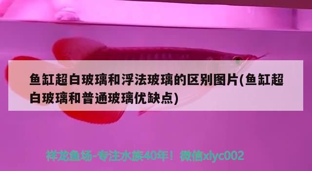 魚缸超白玻璃和浮法玻璃的區別圖片(魚缸超白玻璃和普通玻璃優缺點)