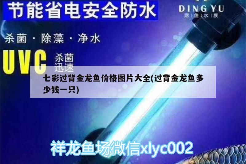 七彩過(guò)背金龍魚(yú)價(jià)格圖片大全(過(guò)背金龍魚(yú)多少錢一只)