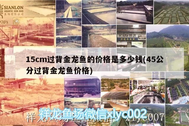 15cm過背金龍魚的價格是多少錢(45公分過背金龍魚價格)