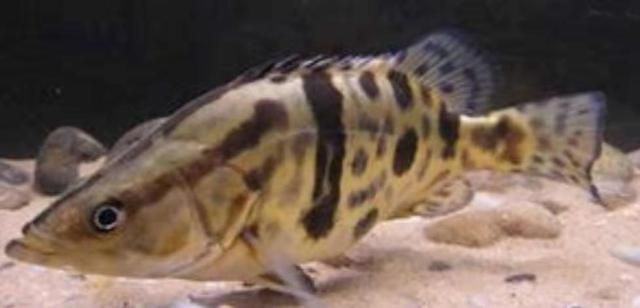 泰國(guó)虎魚(yú)食物處理方法,泰國(guó)虎魚(yú)食物消毒技巧,泰國(guó)虎魚(yú)食物保存方法 虎魚(yú)百科 第2張 泰國(guó)虎魚(yú)食物處理方法,泰國(guó)虎魚(yú)食物消毒技巧,泰國(guó)虎魚(yú)食物保存方法 泰國(guó)虎魚(yú)食物處理方法,泰國(guó)虎魚(yú)食物消毒技巧,泰國(guó)虎魚(yú)食物保存方法 虎魚(yú)百科 第2張
