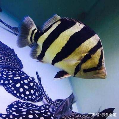 泰國(guó)虎魚(yú)食物處理方法,泰國(guó)虎魚(yú)食物消毒技巧,泰國(guó)虎魚(yú)食物保存方法 虎魚(yú)百科 第4張 泰國(guó)虎魚(yú)食物處理方法,泰國(guó)虎魚(yú)食物消毒技巧,泰國(guó)虎魚(yú)食物保存方法 泰國(guó)虎魚(yú)食物處理方法,泰國(guó)虎魚(yú)食物消毒技巧,泰國(guó)虎魚(yú)食物保存方法 虎魚(yú)百科 第4張