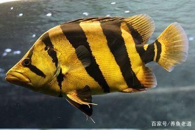泰國(guó)虎魚(yú)食物處理方法,泰國(guó)虎魚(yú)食物消毒技巧,泰國(guó)虎魚(yú)食物保存方法 虎魚(yú)百科 第6張 泰國(guó)虎魚(yú)食物處理方法,泰國(guó)虎魚(yú)食物消毒技巧,泰國(guó)虎魚(yú)食物保存方法 泰國(guó)虎魚(yú)食物處理方法,泰國(guó)虎魚(yú)食物消毒技巧,泰國(guó)虎魚(yú)食物保存方法 虎魚(yú)百科 第6張