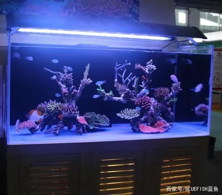 龍魚混養指南，配什么魚最上檔次？頂級搭配方案與視頻解析，龍魚混養頂級搭配，高檔魚種推薦與視頻詳解