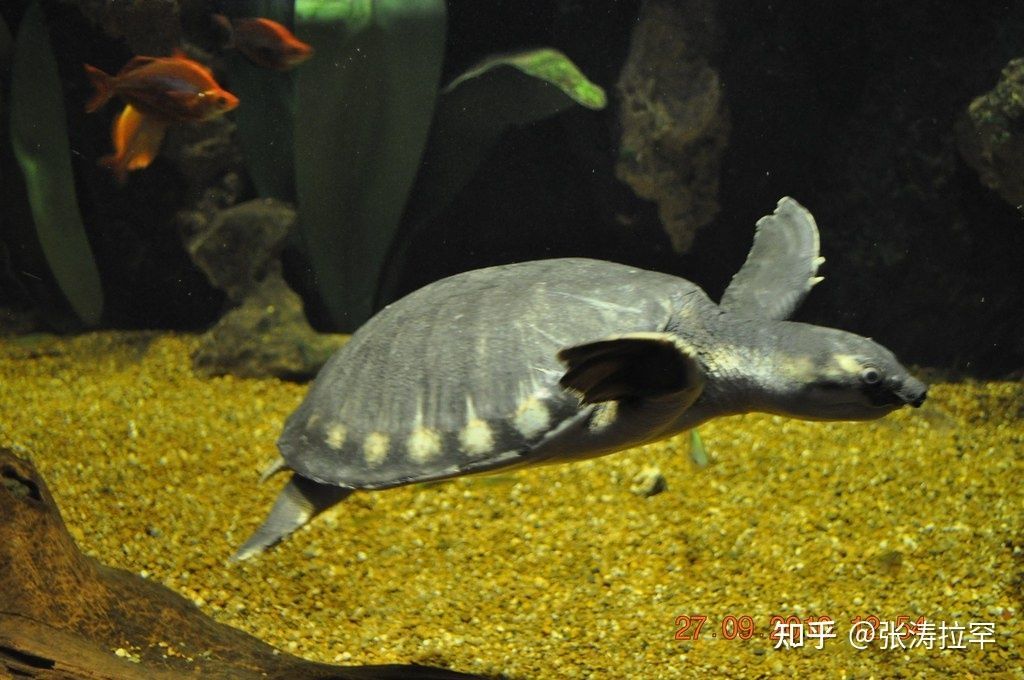 豬鼻龜一般在多深的水：豬鼻龜多深的水養(yǎng)比較好