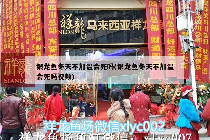 銀龍魚冬天不加溫會死嗎(銀龍魚冬天不加溫會死嗎視頻) 銀龍魚百科 第2張 銀龍魚冬天不加溫會死嗎(銀龍魚冬天不加溫會死嗎視頻) 銀龍魚冬天不加溫會死嗎(銀龍魚冬天不加溫會死嗎視頻) 銀龍魚百科 第2張