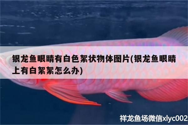 銀龍魚眼睛有白色絮狀物體圖片(銀龍魚眼睛上有白絮絮怎么辦)