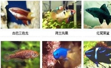龍魚配什么魚最佳？打造和諧混養(yǎng)水族箱的終極指南，龍魚最佳混養(yǎng)伙伴，打造和諧水族箱的終極指南