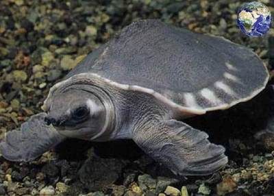 豬鼻龜成年：豬鼻龜多久算成年龜，