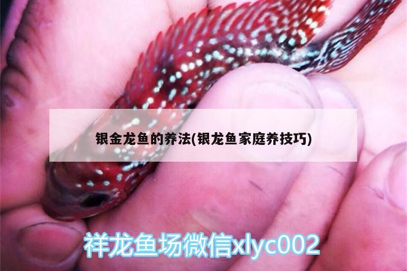 銀金龍魚的養(yǎng)法(銀龍魚家庭養(yǎng)技巧)