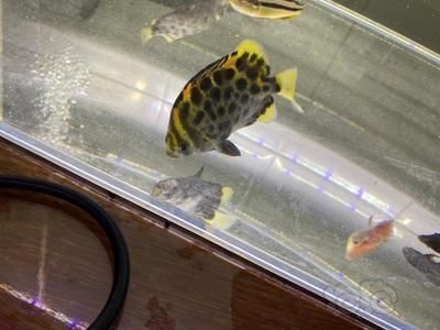 非洲金鼓魚，非洲金鼓魚的市場價格
