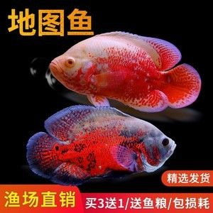 元寶鳳凰魚好養(yǎng)嗎怎么養(yǎng)：元寶鳳凰魚好養(yǎng)嗎