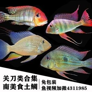 元寶鳳凰魚好養(yǎng)嗎怎么養(yǎng)：元寶鳳凰魚好養(yǎng)嗎