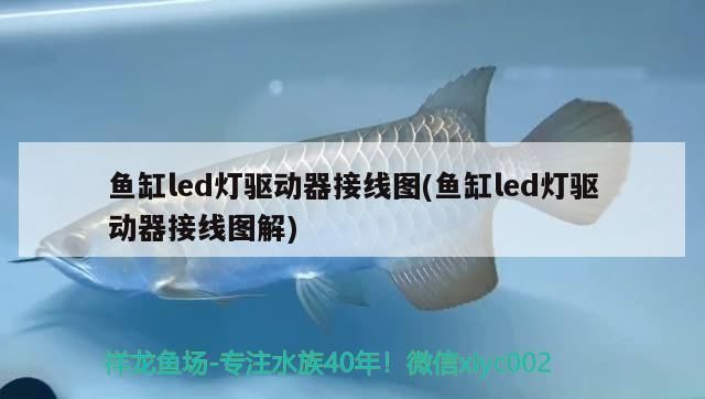魚缸led燈驅動器接線圖(魚缸led燈驅動器接線圖解)