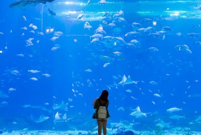 開一家水族館需要些什么東西呢英語（開設(shè)一家水族館需要準(zhǔn)備一系列設(shè)備和物品）