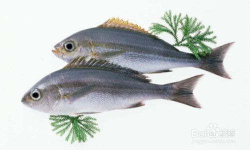 虎魚掉皮怎么辦：虎魚掉皮怎么辦，