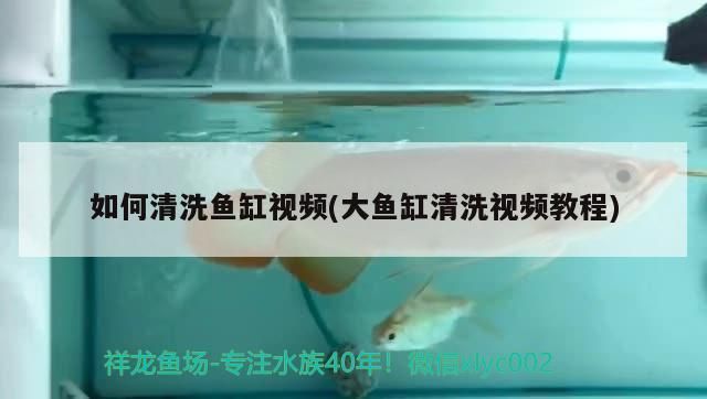 如何清洗魚缸視頻(大魚缸清洗視頻教程)