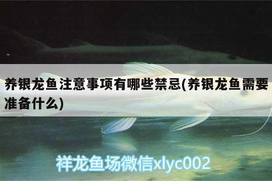 養銀龍魚注意事項有哪些禁忌(養銀龍魚需要準備什么)