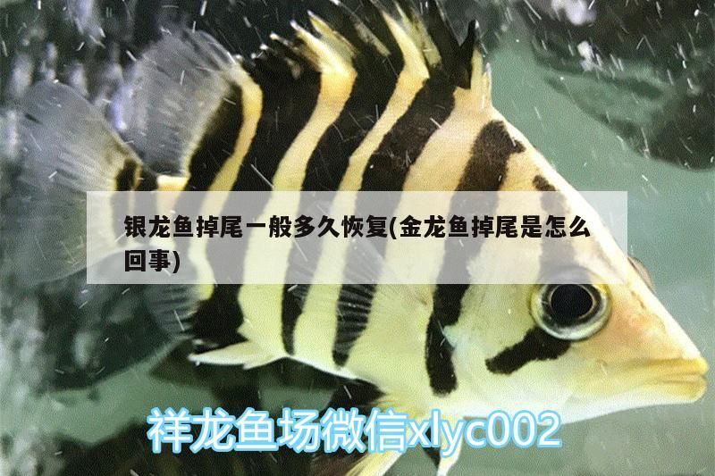 銀龍魚掉尾一般多久恢復(金龍魚掉尾是怎么回事)
