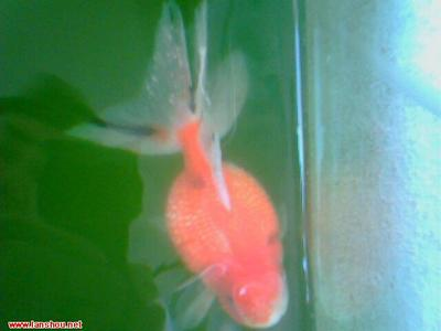 龍魚蒙眼最快解決方法，全面指南，龍魚蒙眼最快解決方法，全面指南
