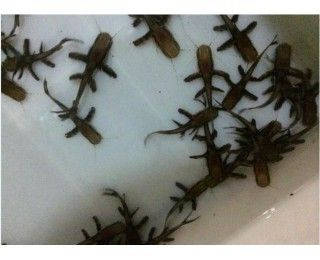 鴨嘴鯊魚適宜水溫范圍，鴨嘴鯊魚適宜水溫范圍為22-28℃