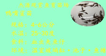 鴨嘴鯊魚適宜水溫范圍，鴨嘴鯊魚適宜水溫范圍為22-28℃