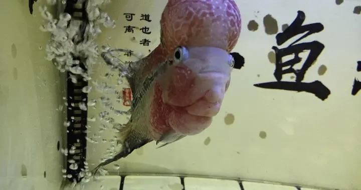 魚缸對比圖，小型魚缸適合養哪些魚