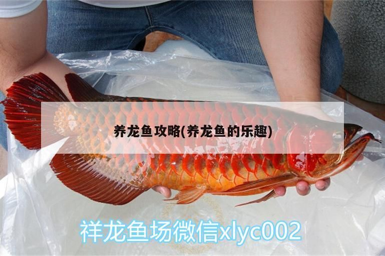 養龍魚攻略(養龍魚的樂趣)