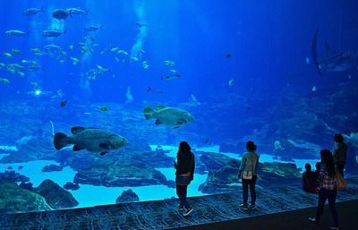 祥龍水族館營業(yè)時間（哈爾濱市祥龍水族館） 祥龍水族館營業(yè)時間（哈爾濱市祥龍水族館） 水族館百科（水族館加盟） 第6張