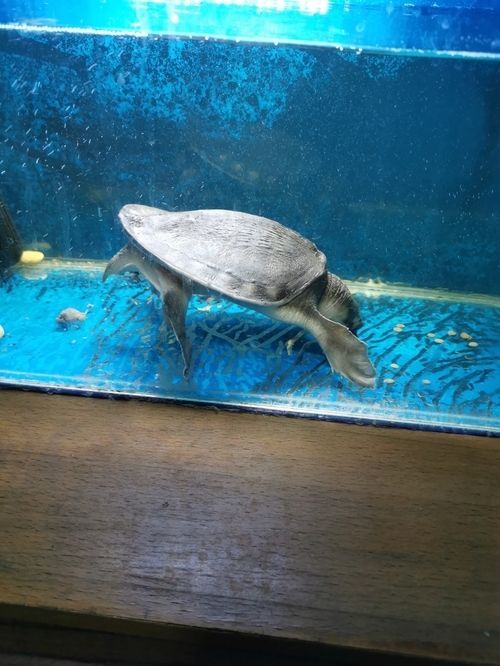豬鼻龜怎么養不翹甲：豬鼻龜怎么養，豬鼻龜養殖技巧