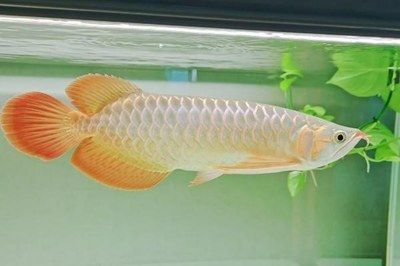 紅龍魚換水后如何穩定水質：紅龍魚換水后的水質穩定至關重要，紅龍魚飼料選擇指南