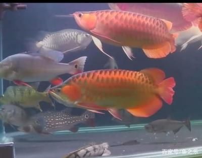 怎么判斷龍魚兜嘴(怎么看龍魚是不是兜嘴)