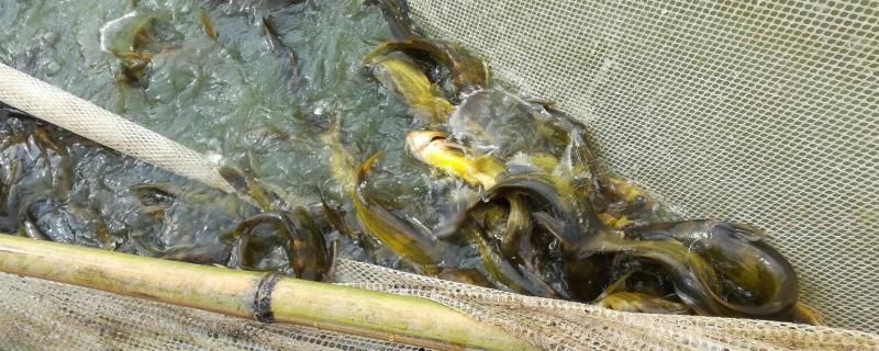 黃金河虎魚繁殖期疾病預(yù)防方法，黃金河虎魚的繁殖期，疾病預(yù)防顯得尤為重要，幾種疾病預(yù)防方法
