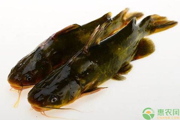 黃金河虎魚繁殖期疾病預(yù)防方法，黃金河虎魚的繁殖期，疾病預(yù)防顯得尤為重要，幾種疾病預(yù)防方法