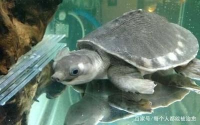豬鼻龜對水質要求高不高呀：豬鼻龜對水質的要求