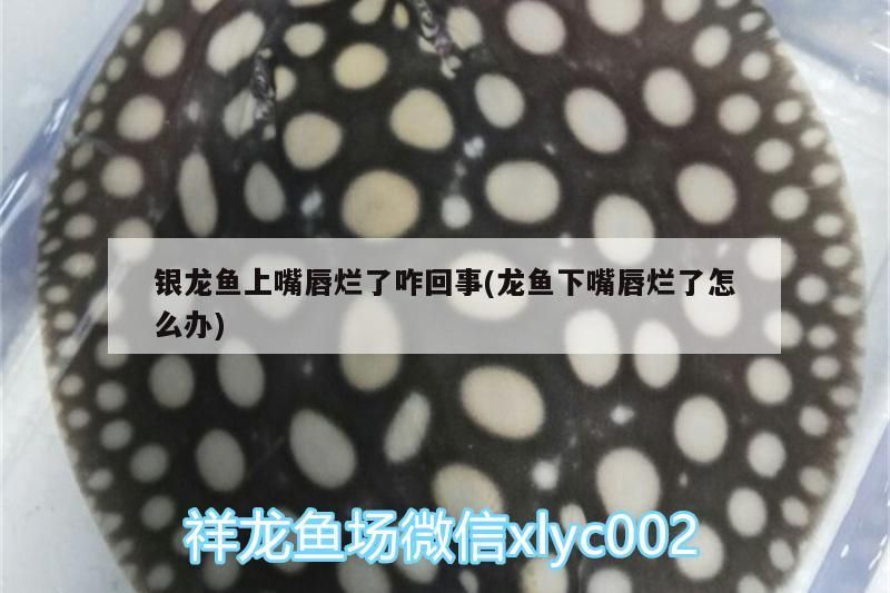 銀龍魚長大需要多久？，銀龍魚健康成長需要多久