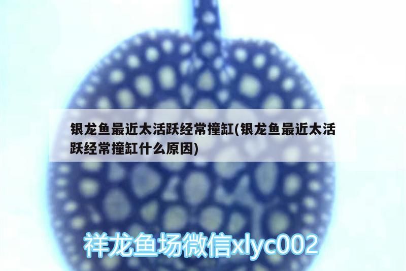 銀龍魚(yú)最近太活躍經(jīng)常撞缸(銀龍魚(yú)最近太活躍經(jīng)常撞缸什么原因)