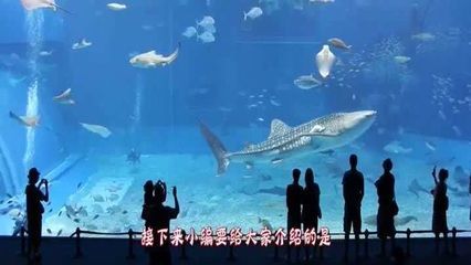水族館起什么名字霸氣點（水族館名字應該體現出其獨特的魅力和特色，同時要易于記憶、發音清晰） 水族館起什么名字霸氣點（水族館名字應該體現出其獨特的魅力和特色，同時要易于記憶、發音清晰） 水族館百科（水族館加盟） 第5張