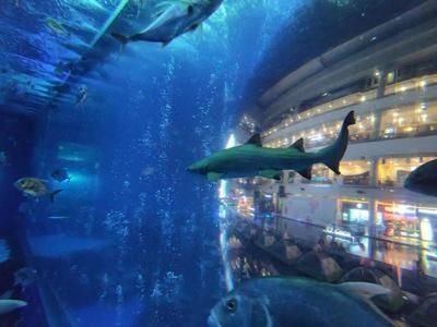 水族館起什么名字霸氣點（水族館名字應該體現出其獨特的魅力和特色，同時要易于記憶、發音清晰） 水族館起什么名字霸氣點（水族館名字應該體現出其獨特的魅力和特色，同時要易于記憶、發音清晰） 水族館百科（水族館加盟） 第6張
