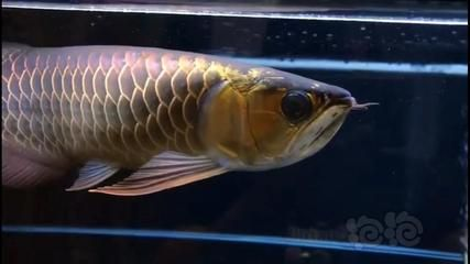 過背金龍魚的過背是什么意思啊：如何鑒別過背金龍魚的市場價格