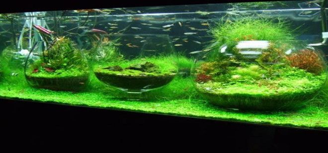 1.8米魚缸可以養幾條錦鯉魚（1.8米魚缸可以養幾條錦鯉魚呢）