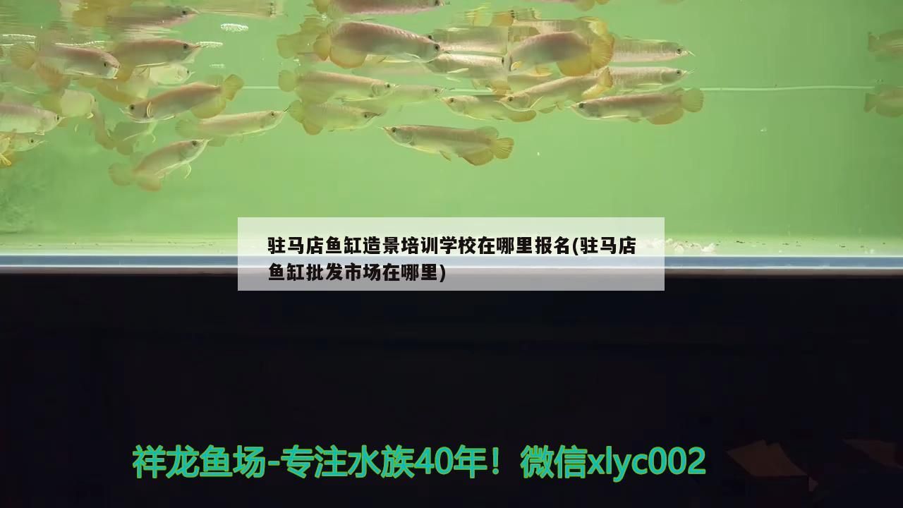 駐馬店魚缸造景培訓學校在哪里報名(駐馬店魚缸批發市場在哪里)