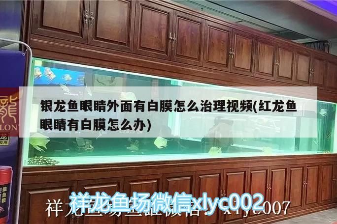銀龍魚眼睛外面有白膜怎么治理視頻(紅龍魚眼睛有白膜怎么辦) 銀龍魚百科 第3張 銀龍魚眼睛外面有白膜怎么治理視頻(紅龍魚眼睛有白膜怎么辦) 銀龍魚眼睛外面有白膜怎么治理視頻(紅龍魚眼睛有白膜怎么辦) 銀龍魚百科 第3張
