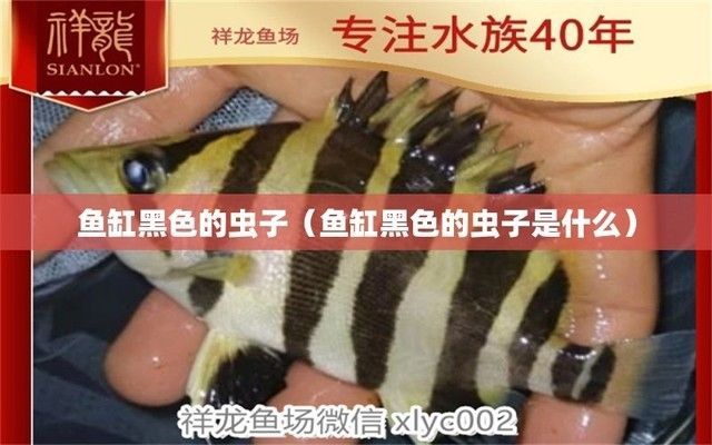龍魚缸里有黑色的小蟲子，在龍魚缸中出現黑色小蟲子怎么辦