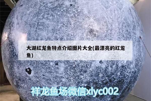什么是大湖紅龍魚苗：大湖紅龍魚苗價格波動原因如何鑒別高品質大湖紅龍魚苗